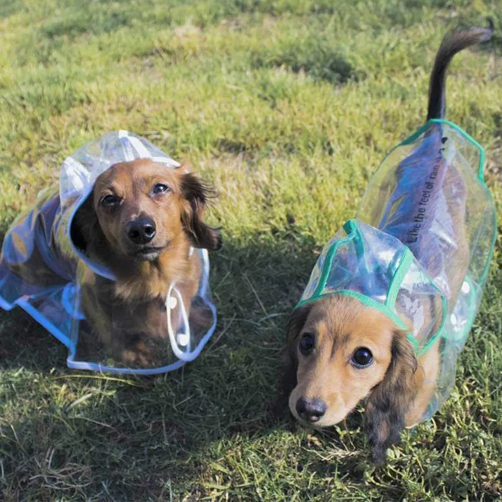 Transparent Dog Raincoat